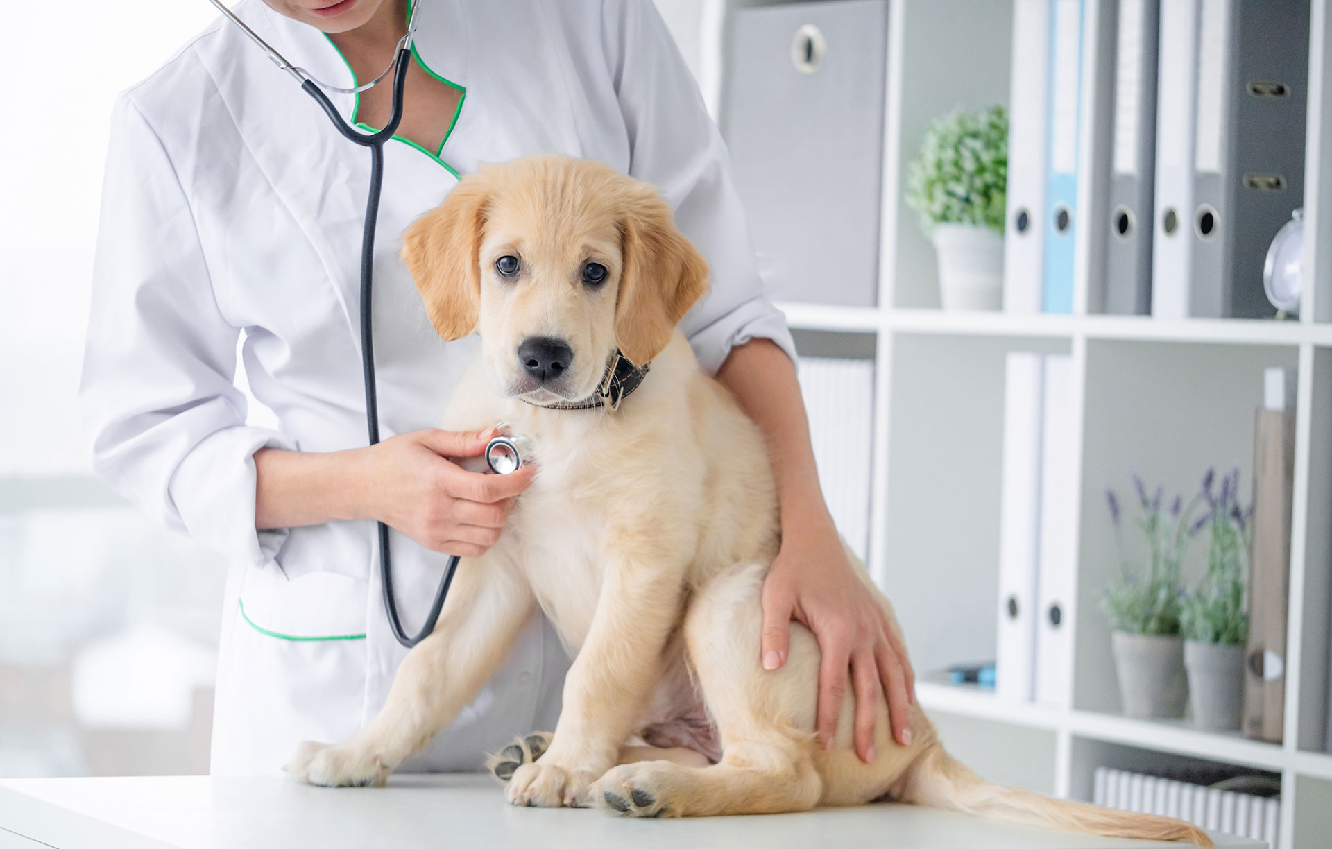 Thinking about selling your veterinary practice?