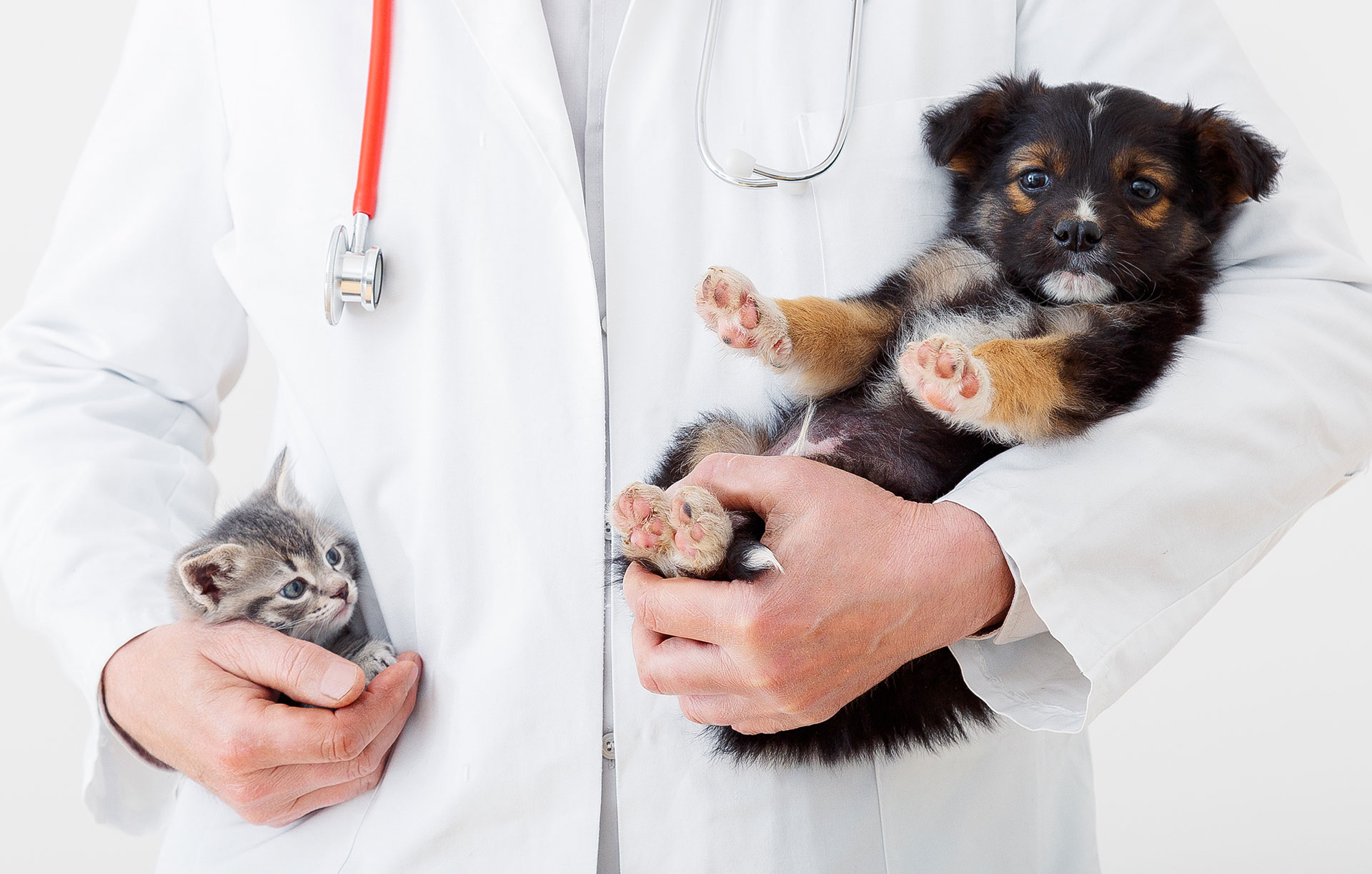 vet with kitten and puppy